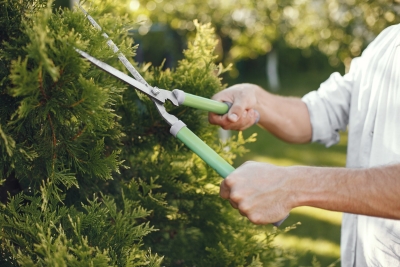Mooie groene onderhoudsvriendelijke tuin